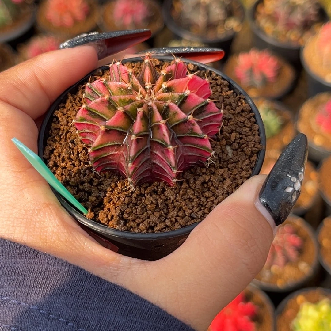 178 泰系肋骨锦 带盆土发货