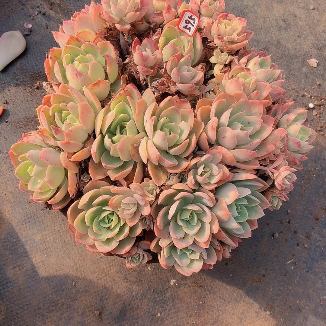 九号一物一拍多肉595丝绸