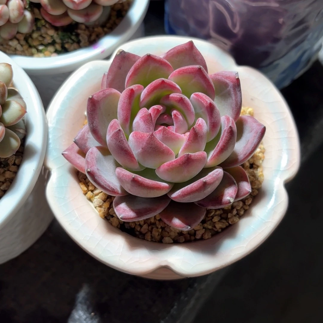 夜魔侠多肉粉色圆盆