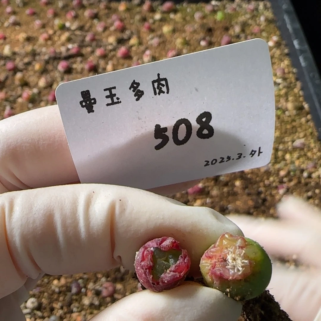 谷***恩多肉多肉多肉508谷安