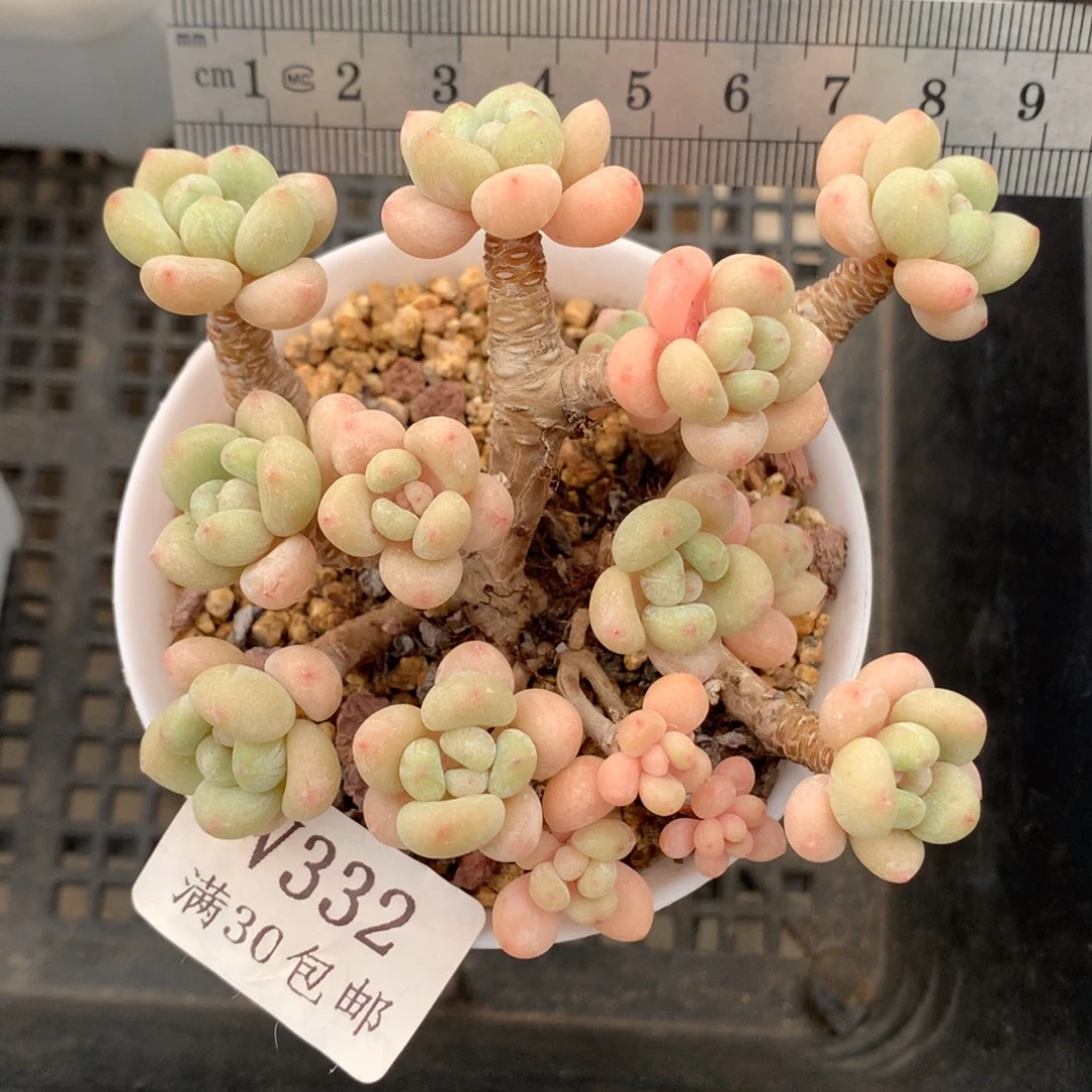 332。韩货。奶白糖老桩。