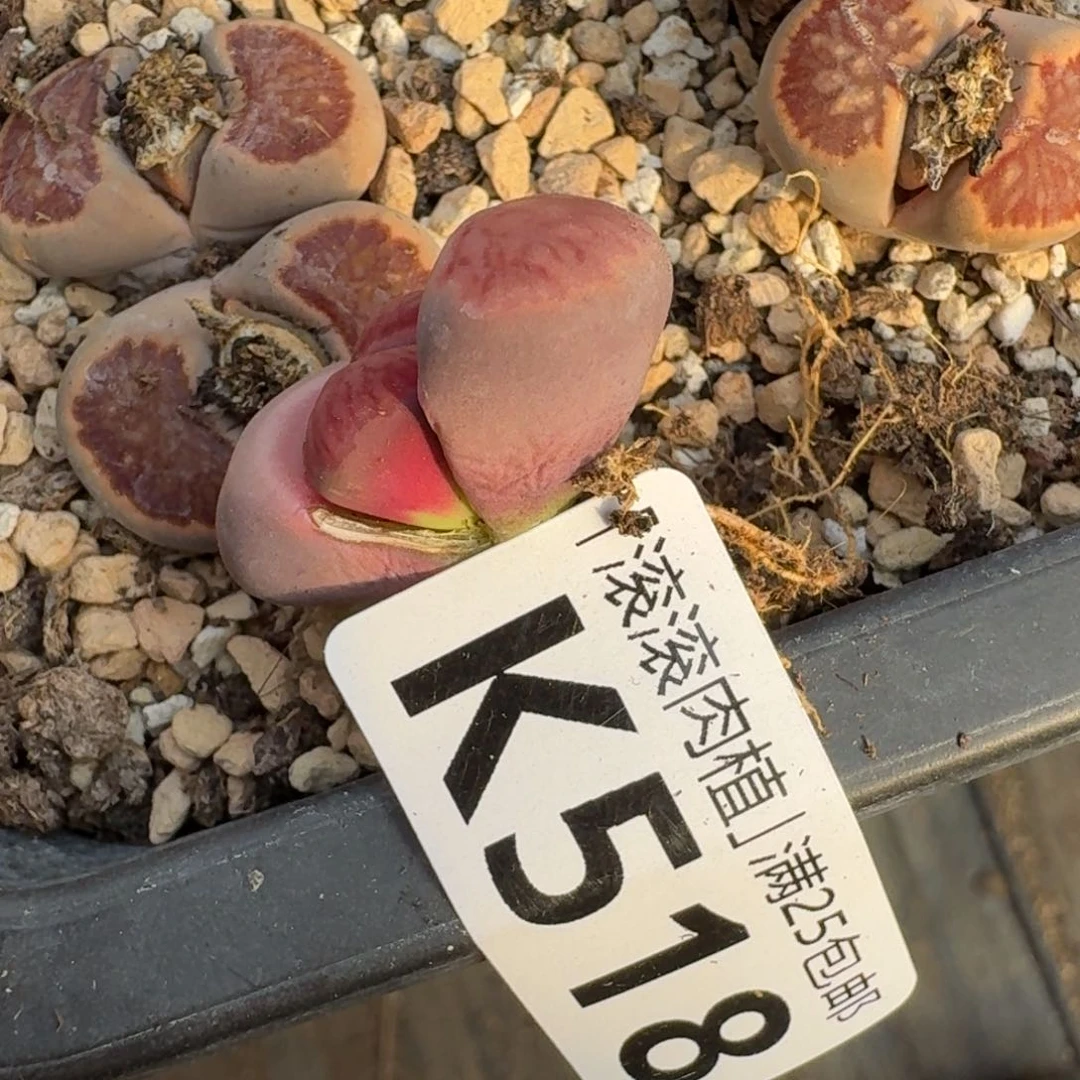 明*病K518紫菊回交三年