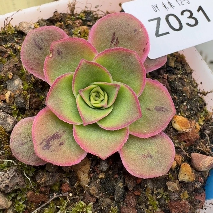 朱031。蕾丝me特级淬炼。   福利