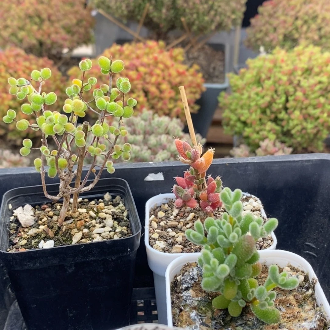 华优选组合0015枝干番杏