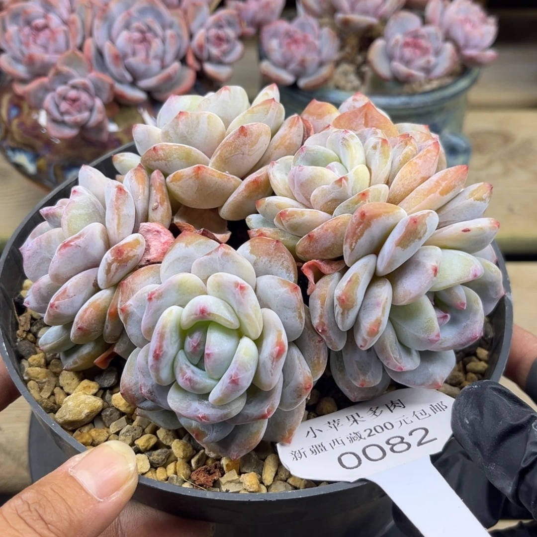 黄底紫心082/13cm6头