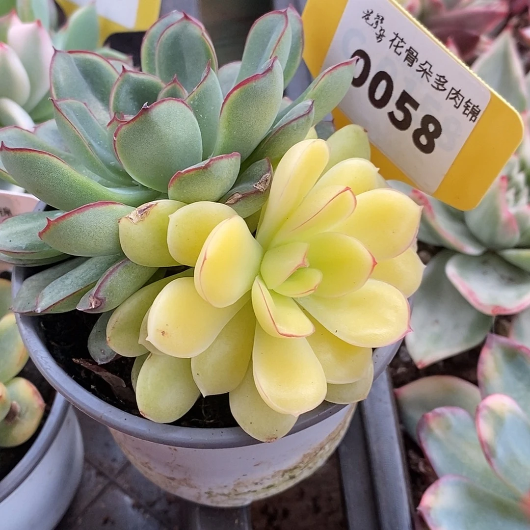 58哈哈哈哈哈哈哈哈