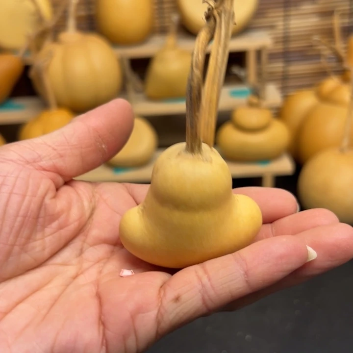 派*鑫558588896699999