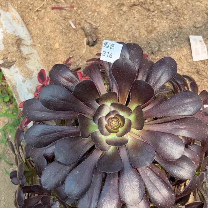 香奈儿阴阳多肉植物316