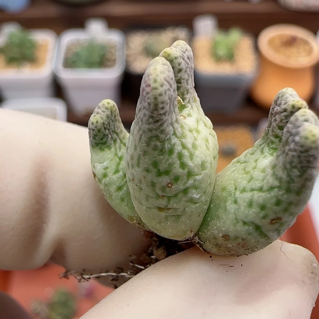 228鹿角斑马福利