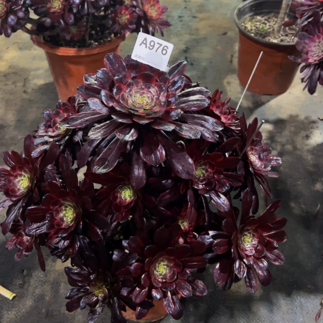 饅*976墨颜法师，多肉植物