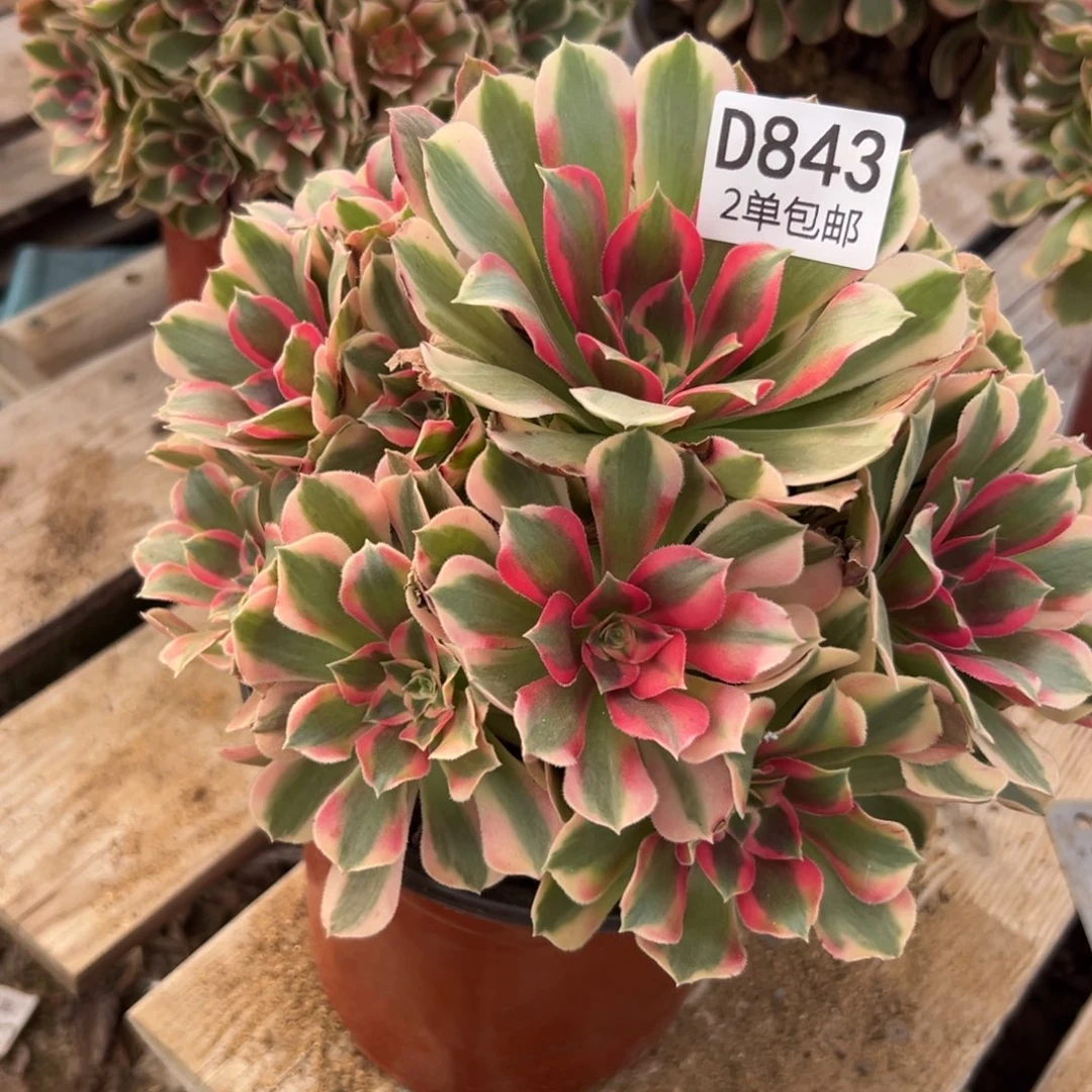 843多肉  女郎不包断头