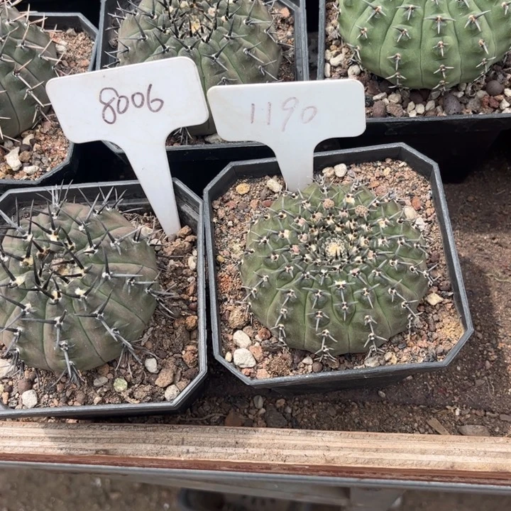 无花朵水*流8006 1190二个好养皮实