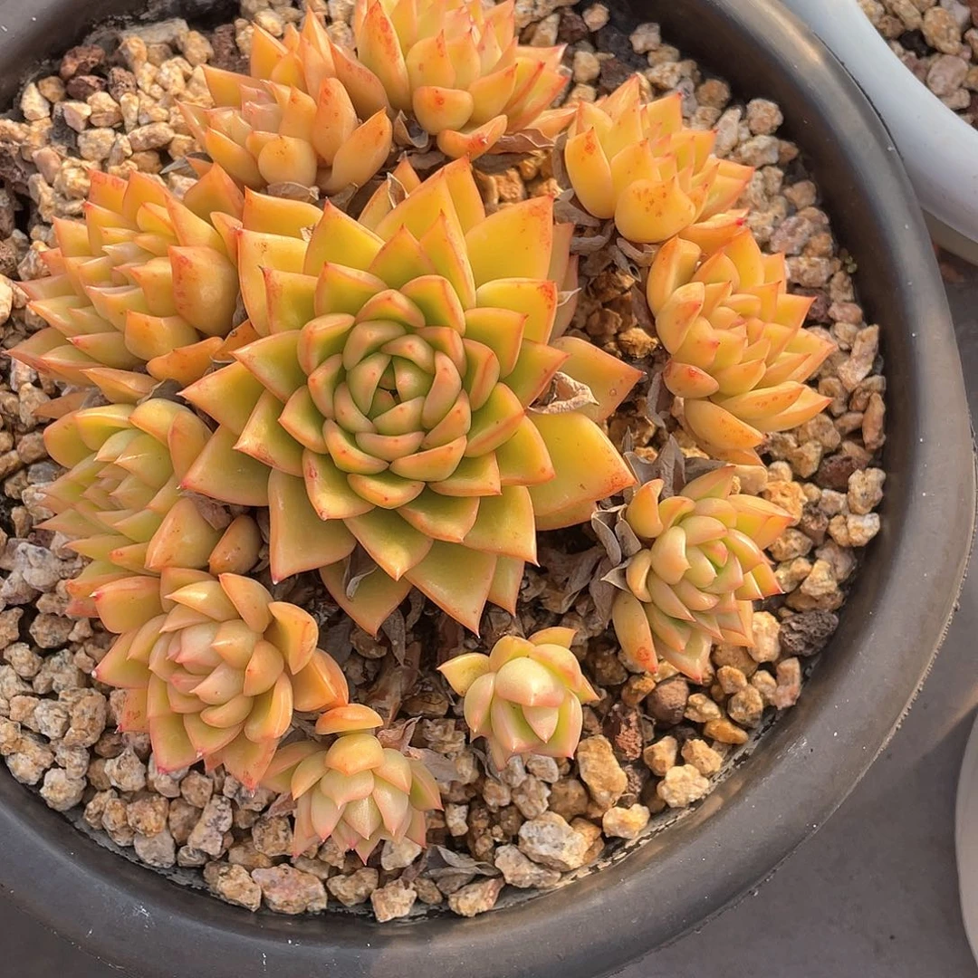 杨**秦多肉植物一物一拍