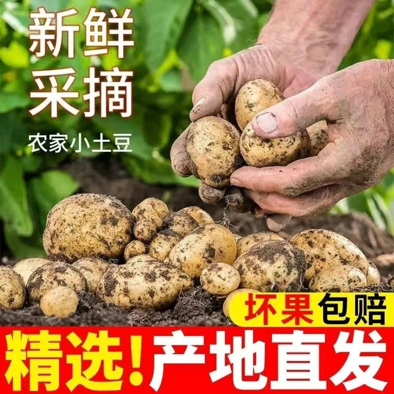（坏果包赔）河南老家自家新鲜迷你小土豆软糯香甜净重/5斤