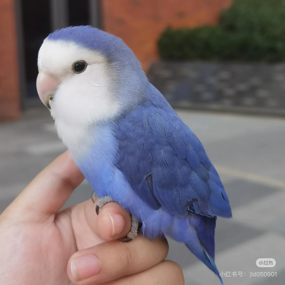 手养黏人可分公母牡丹鹦鹉宠物鸟
