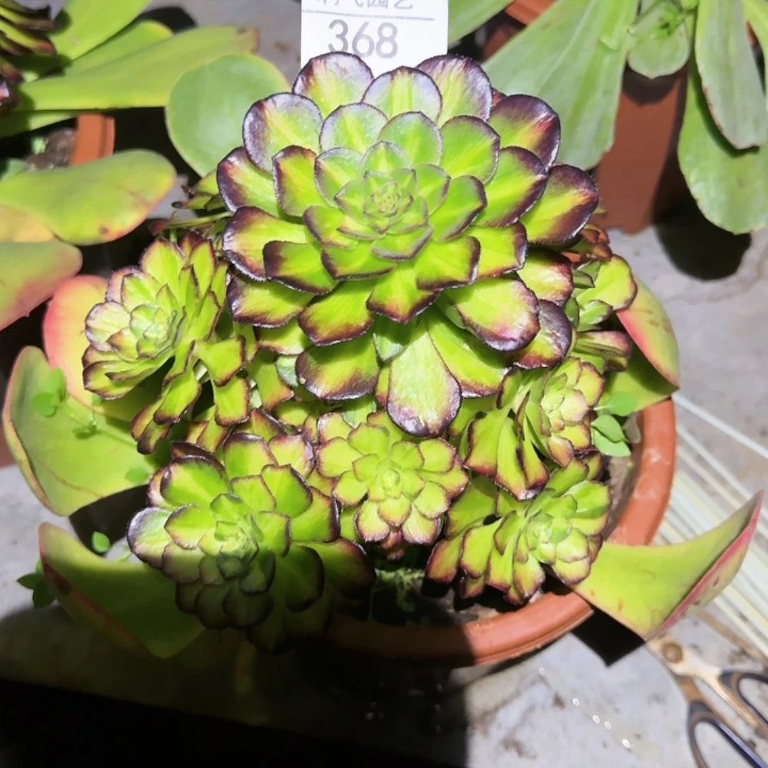 小*猫368多肉 海王七彩寄养