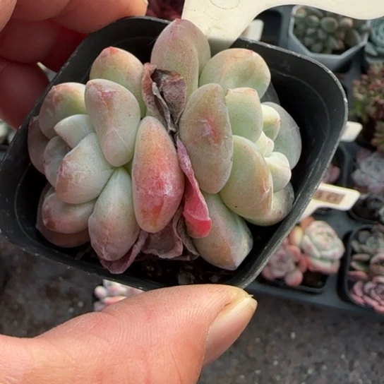 131冰玉多肉植物多