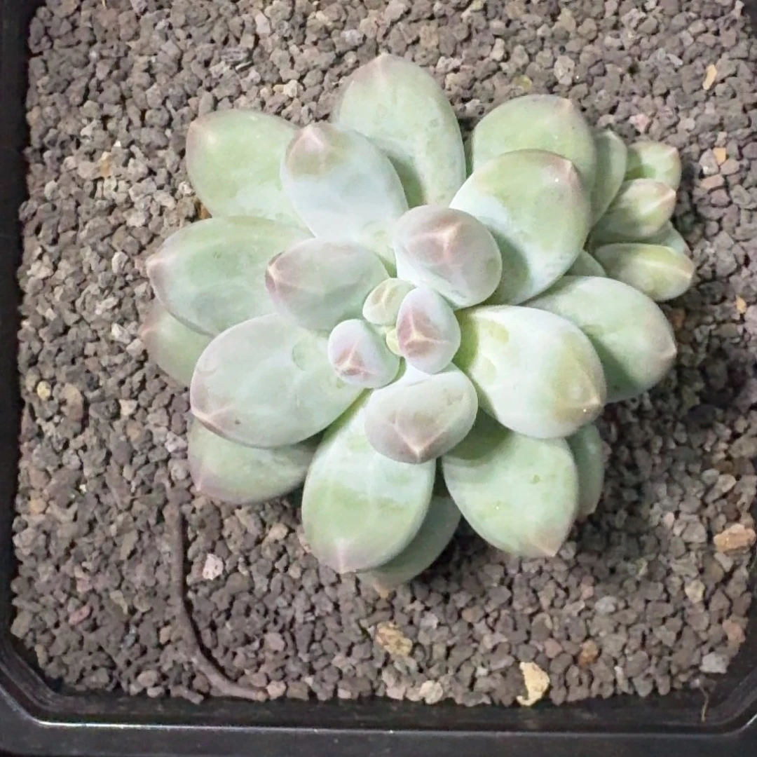 维珍美人 一物一拍