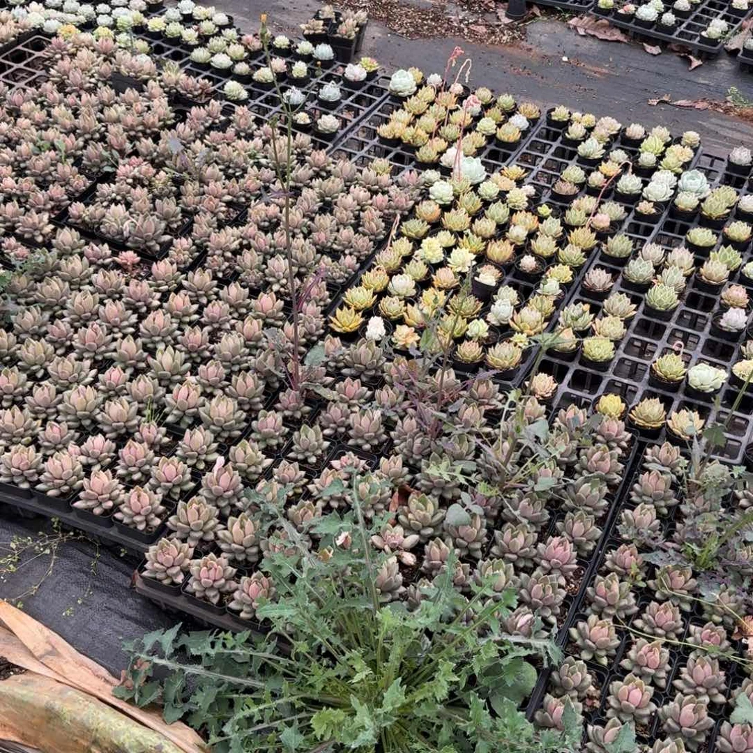 1-89红象牙十棵量拍