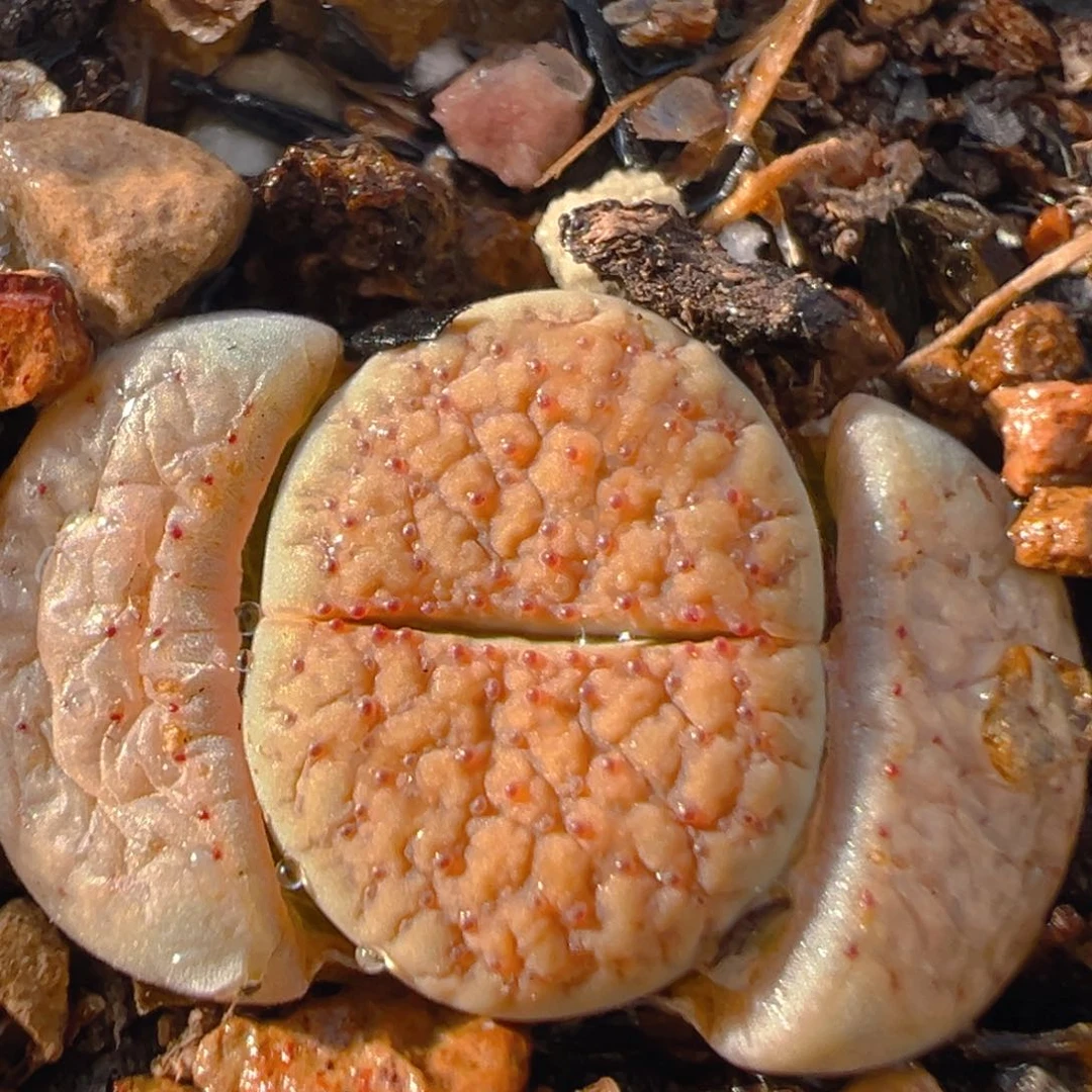 41多肉植物百科知识