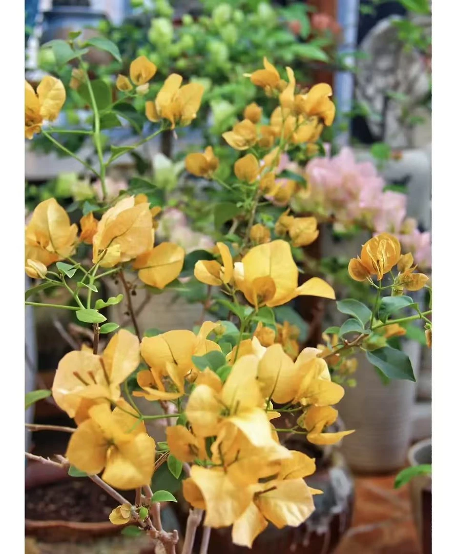 绿叶柠檬黄小苗袋苗四季开花勤花品种庭院盆栽地栽花卉好养活