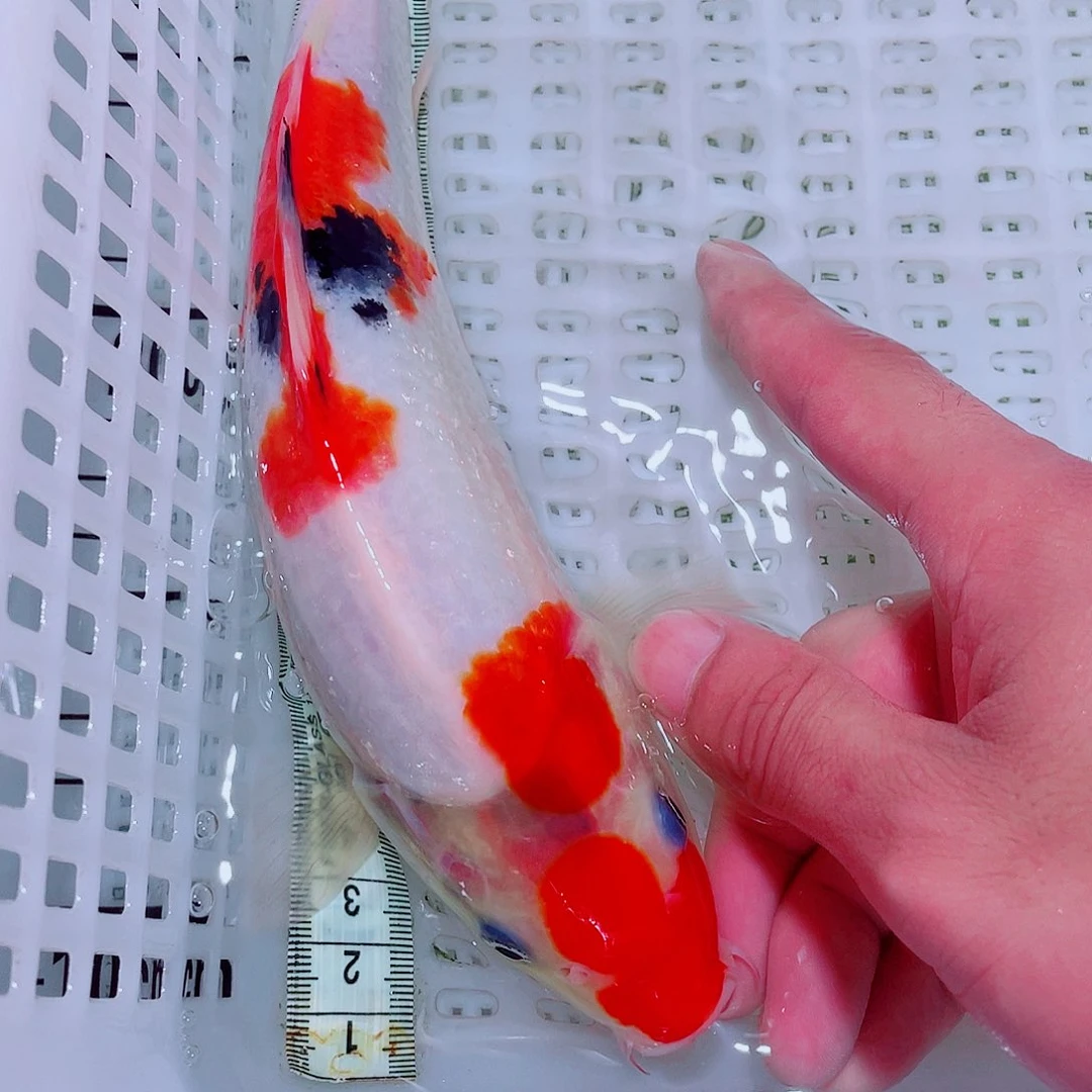 锦鲤锦鲤观赏鱼包邮9