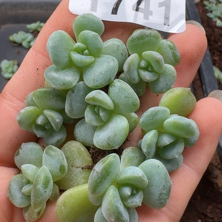 无花朵多肉植物多肉植物