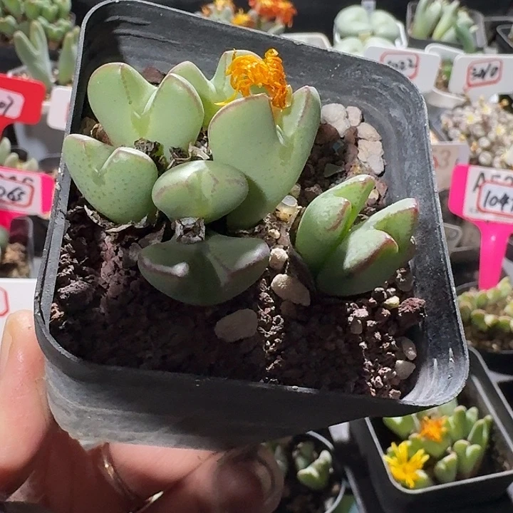 密密麻麻密密麻麻吗3028
