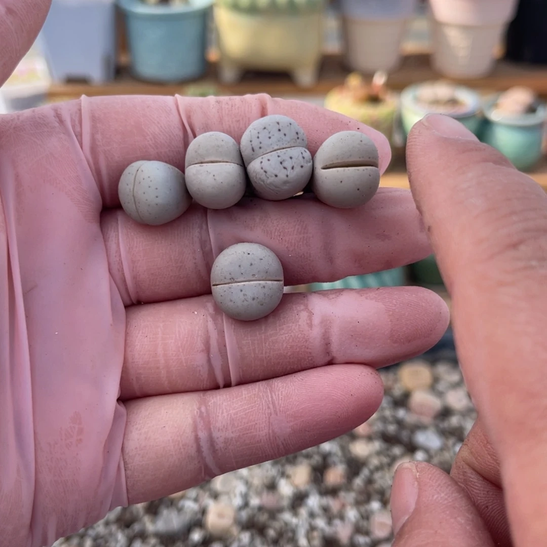 多肉植物一物一拍37