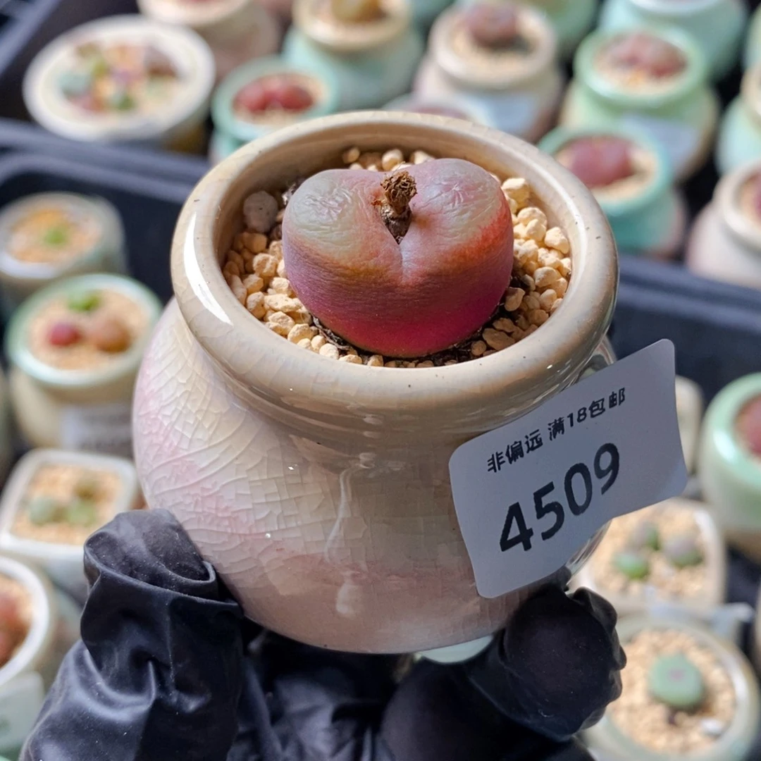 王*芬4509--一物一拍 带盆