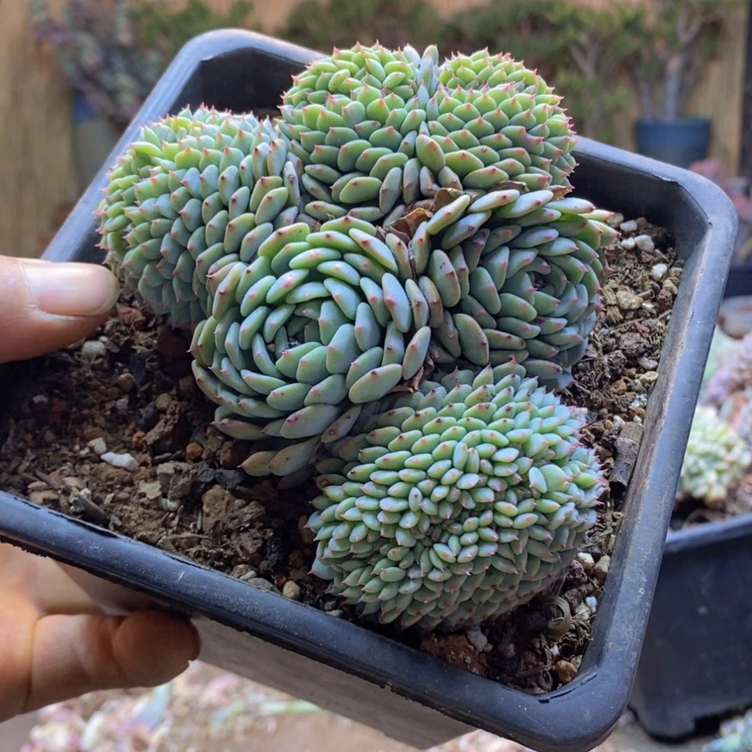 夏*A279号白胖子缀