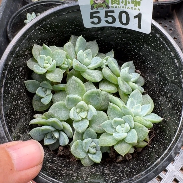 曦***ǐ完全开放多肉植物多肉植物