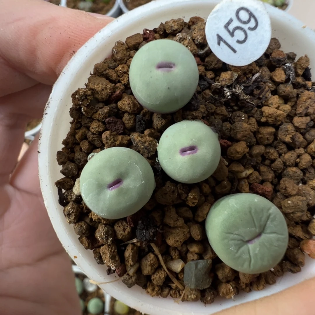 四季红嘴一颗脱土15900000