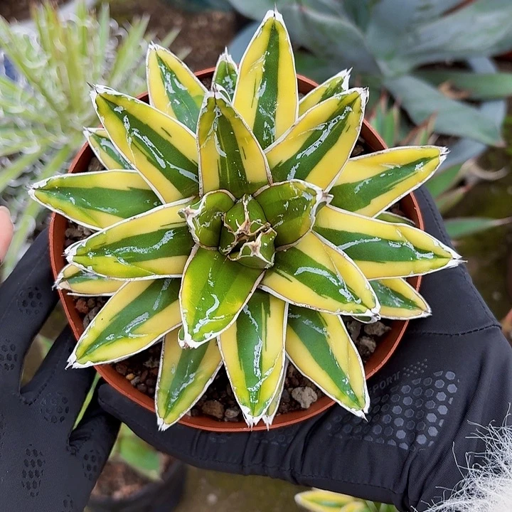 完全开放辉山带盆14cm