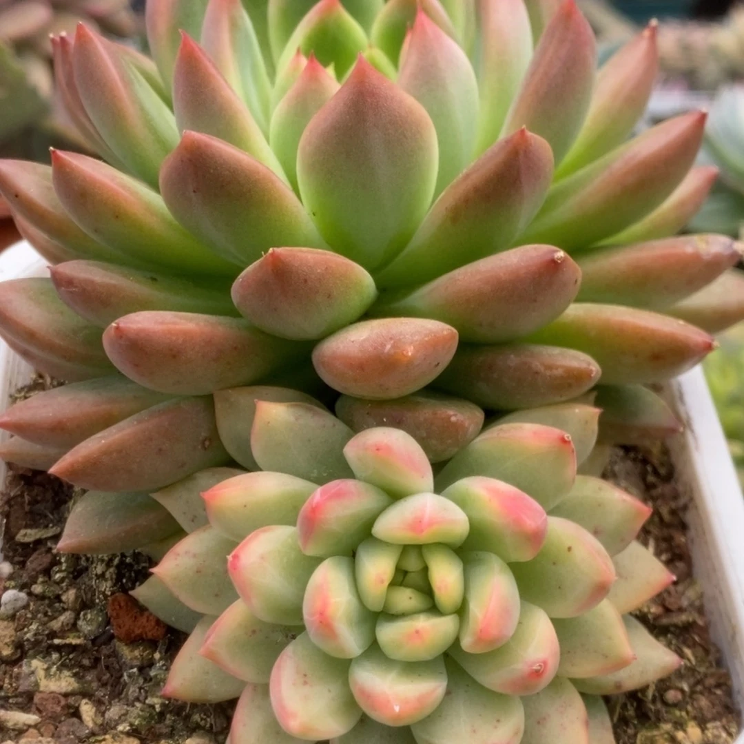 027美人杂锦锦锦锦