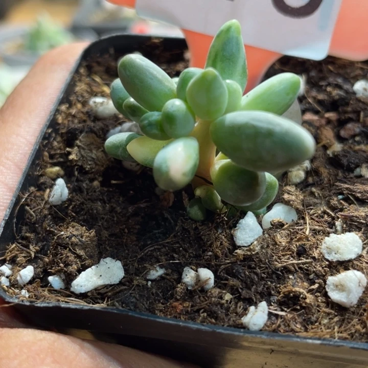 红手指白拉丝锦啊多肉吧375号