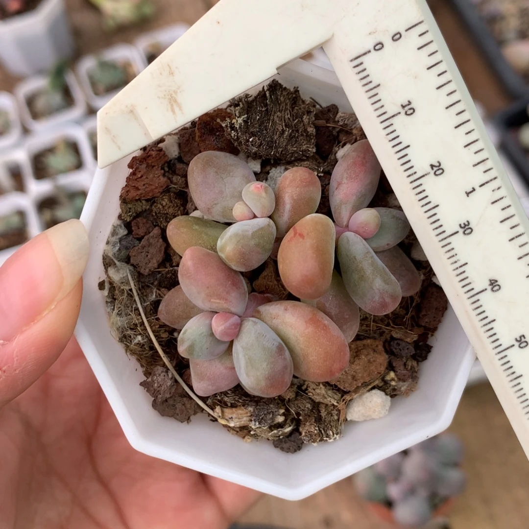 拉丝锦奶酪多肉植物