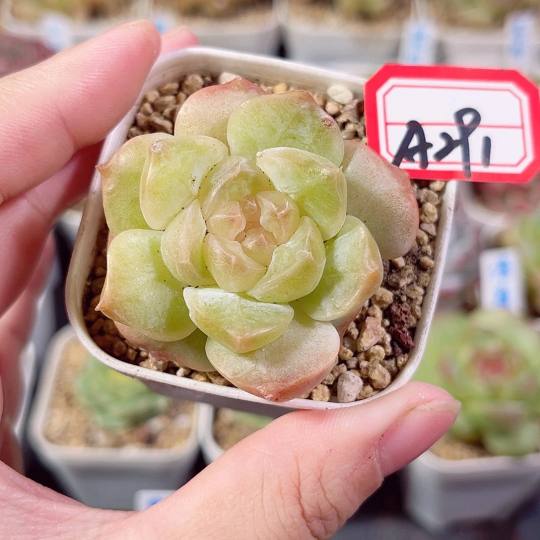 A291 一物一拍 花影B