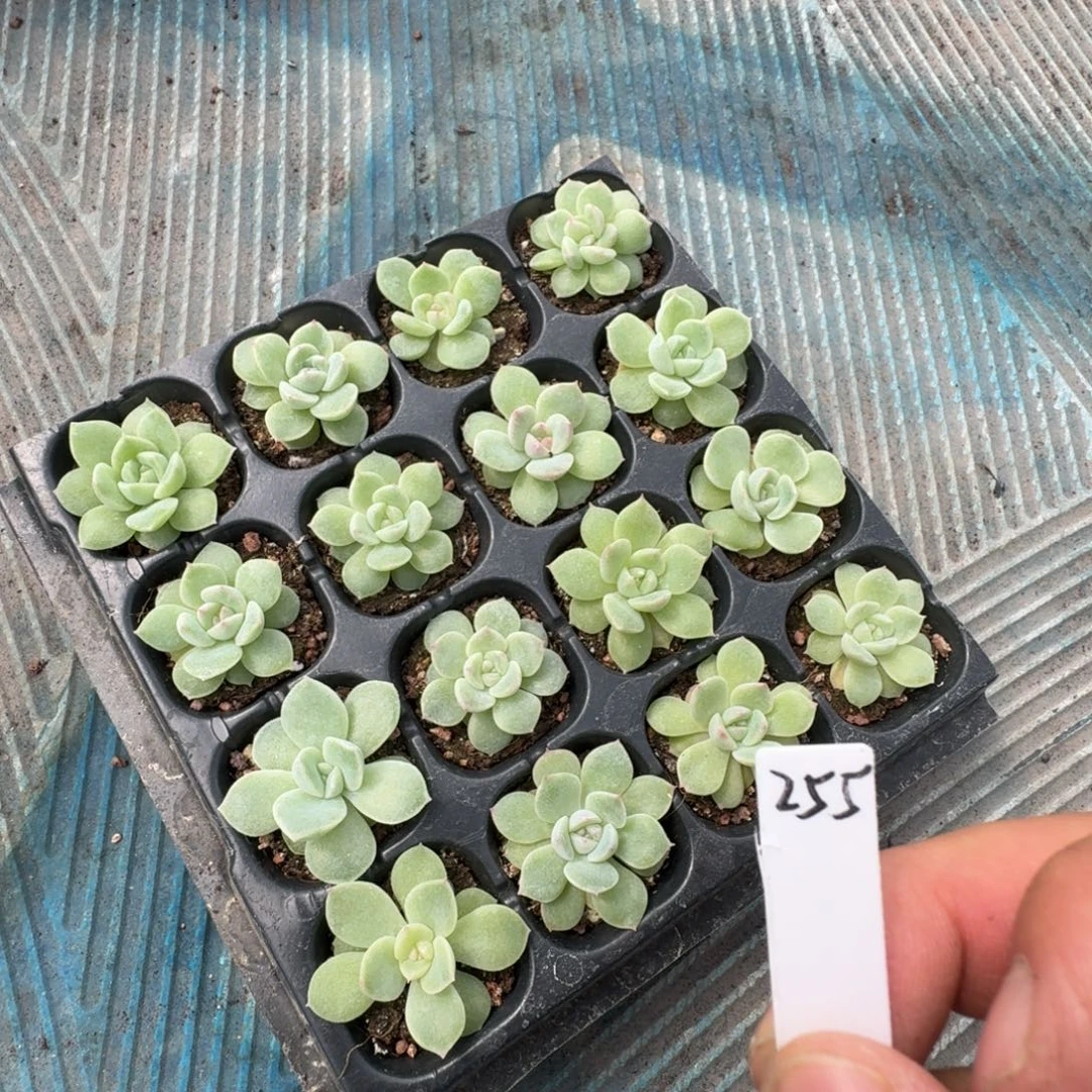 如图编号255糖心随机一份16颗