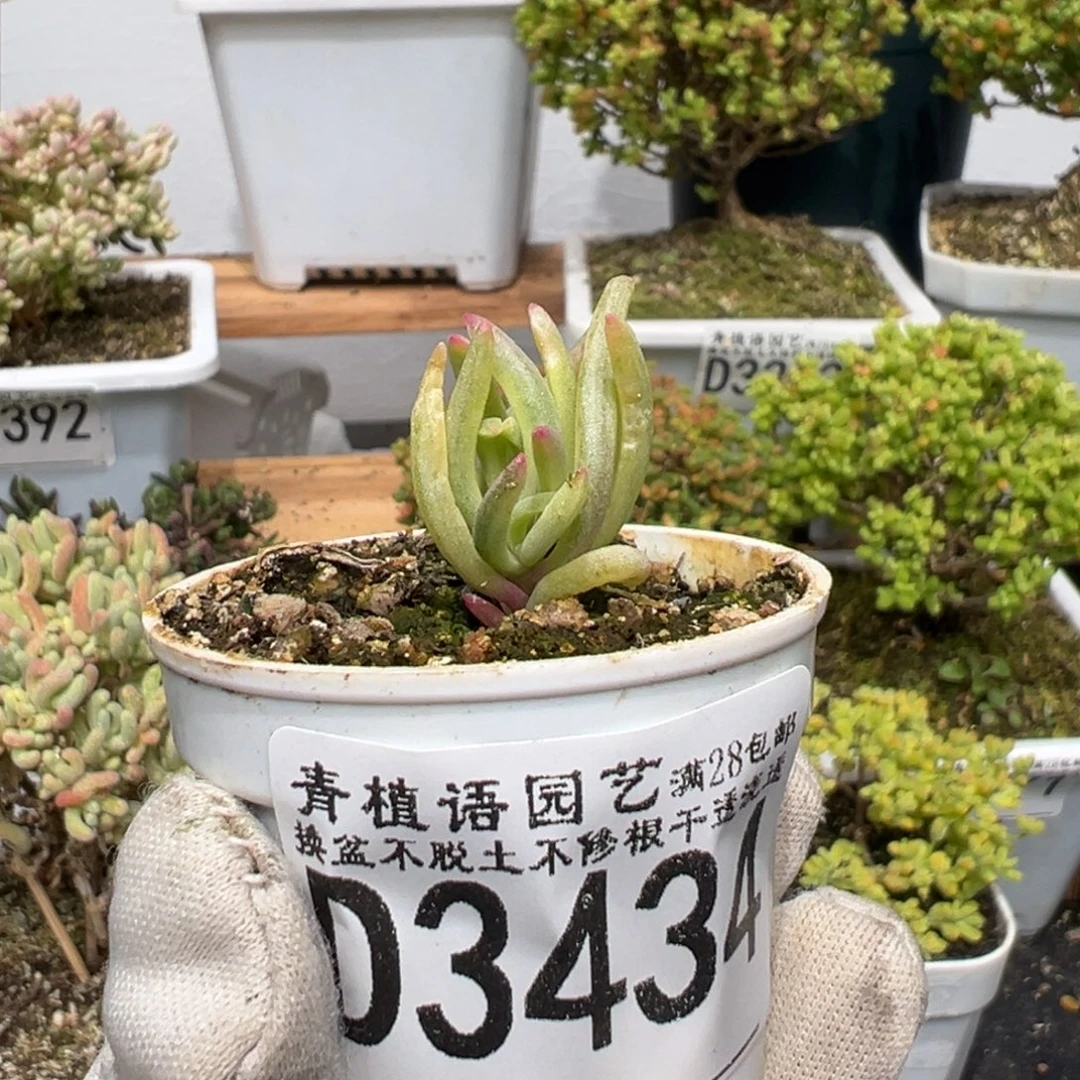 d3434冰花锦需凑单