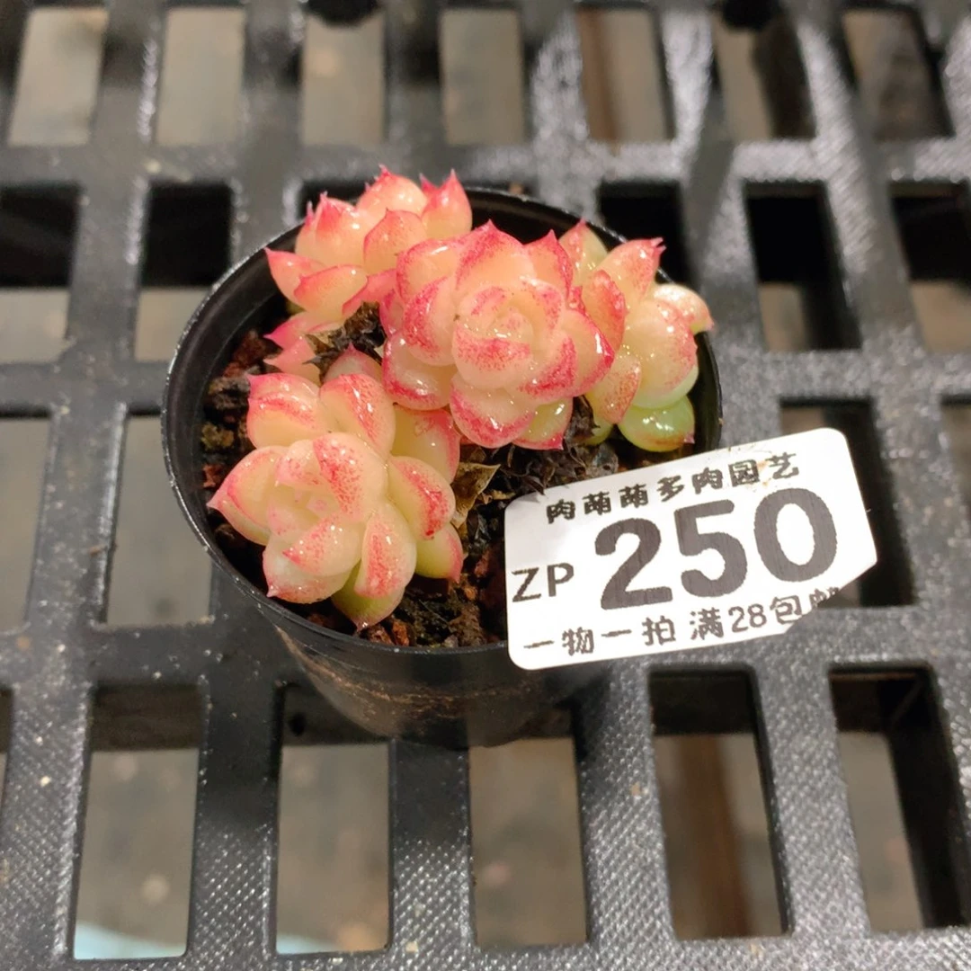 肉萌萌拇指盆精控多肉ZP250