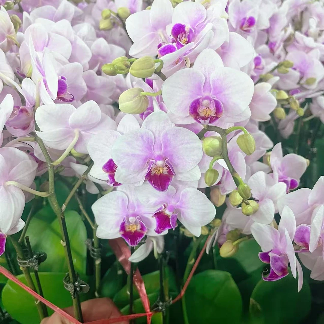 蝴蝶兰【小白兔】单花剑 粉色带花发货 室内花花 广州直发