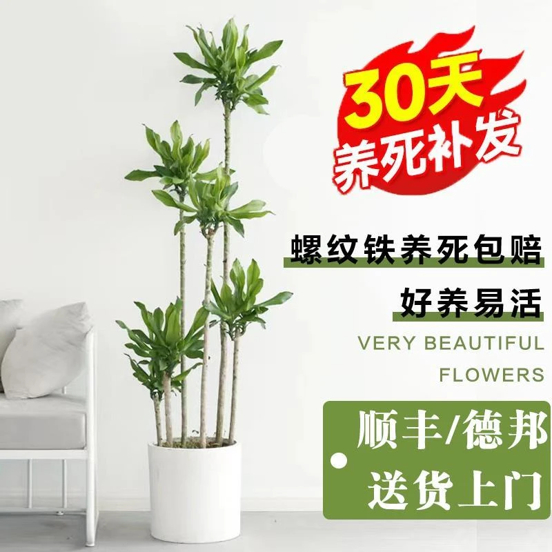 螺纹铁植物大盆栽轻奢室内阳台大型四季常青好养步步高盆栽绿植