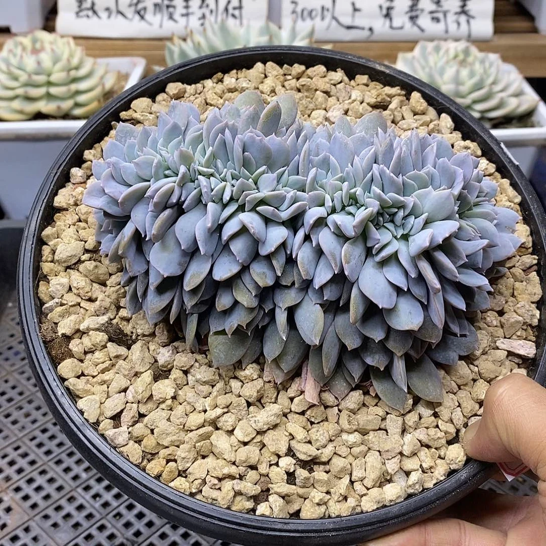 25116 大白茶缀化