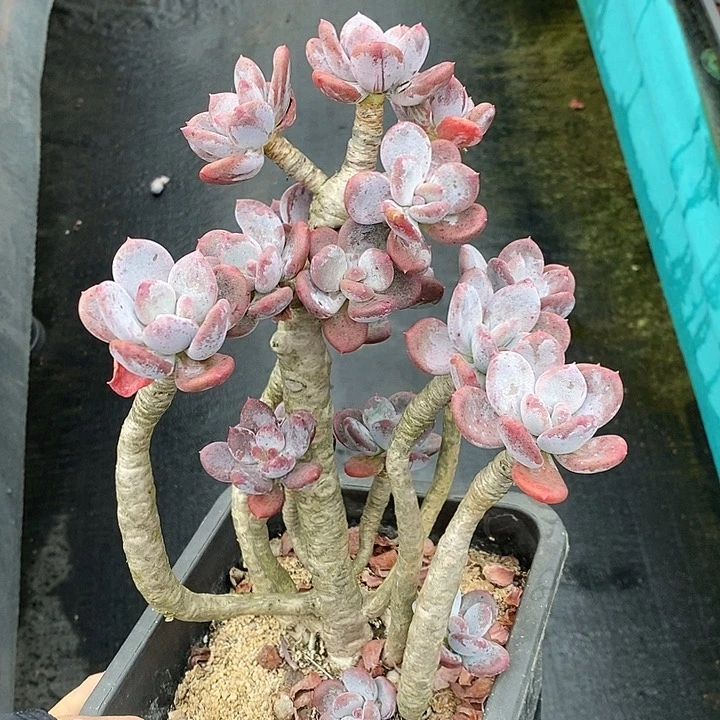 1279多肉植物老桩