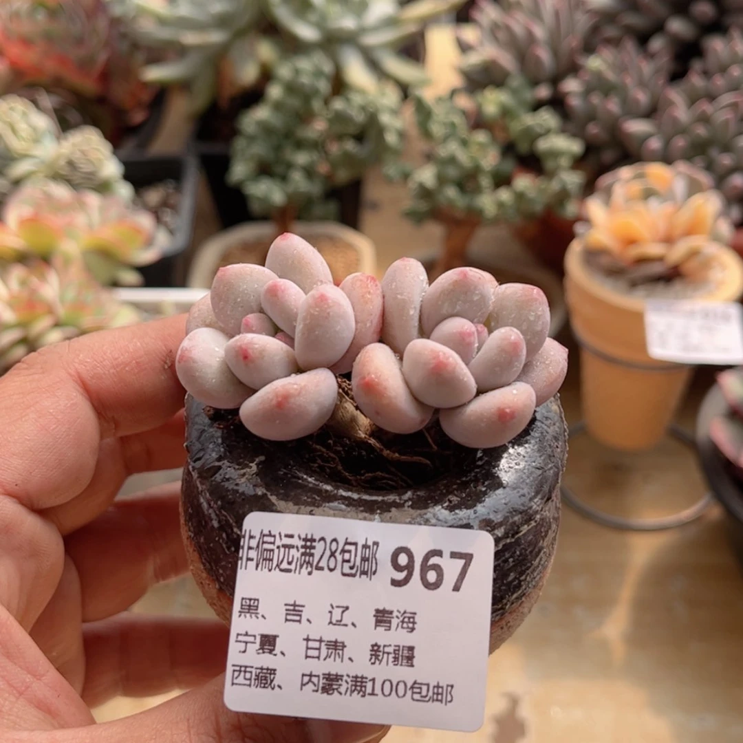 【闪购商品】967香水