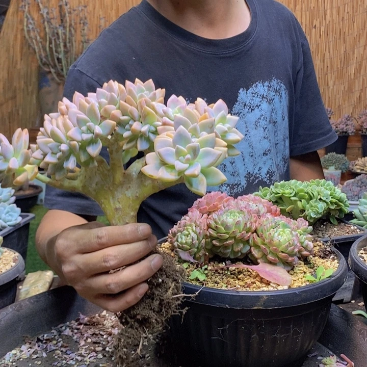 仟***司613号淡雪多肉植物