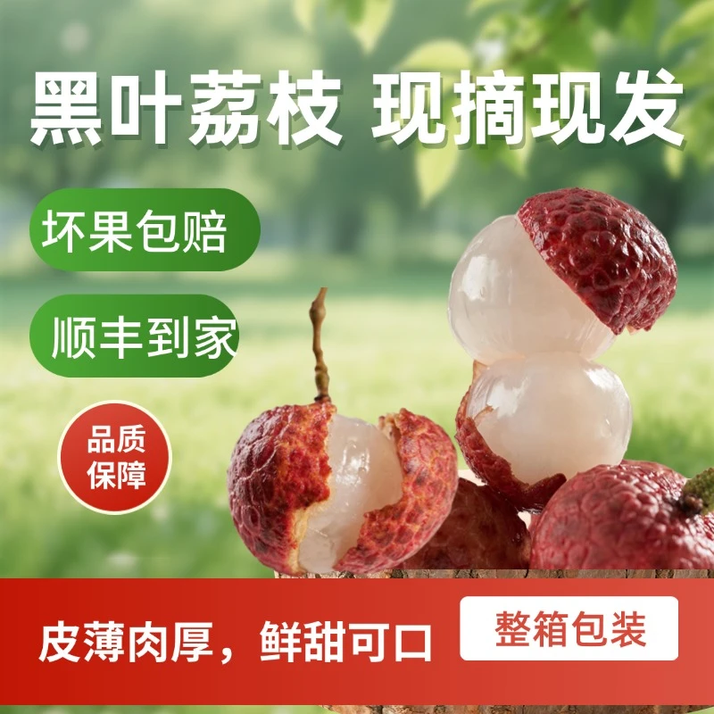 新鲜福建乌石黑叶荔枝现摘现发老树果顺丰冷链
