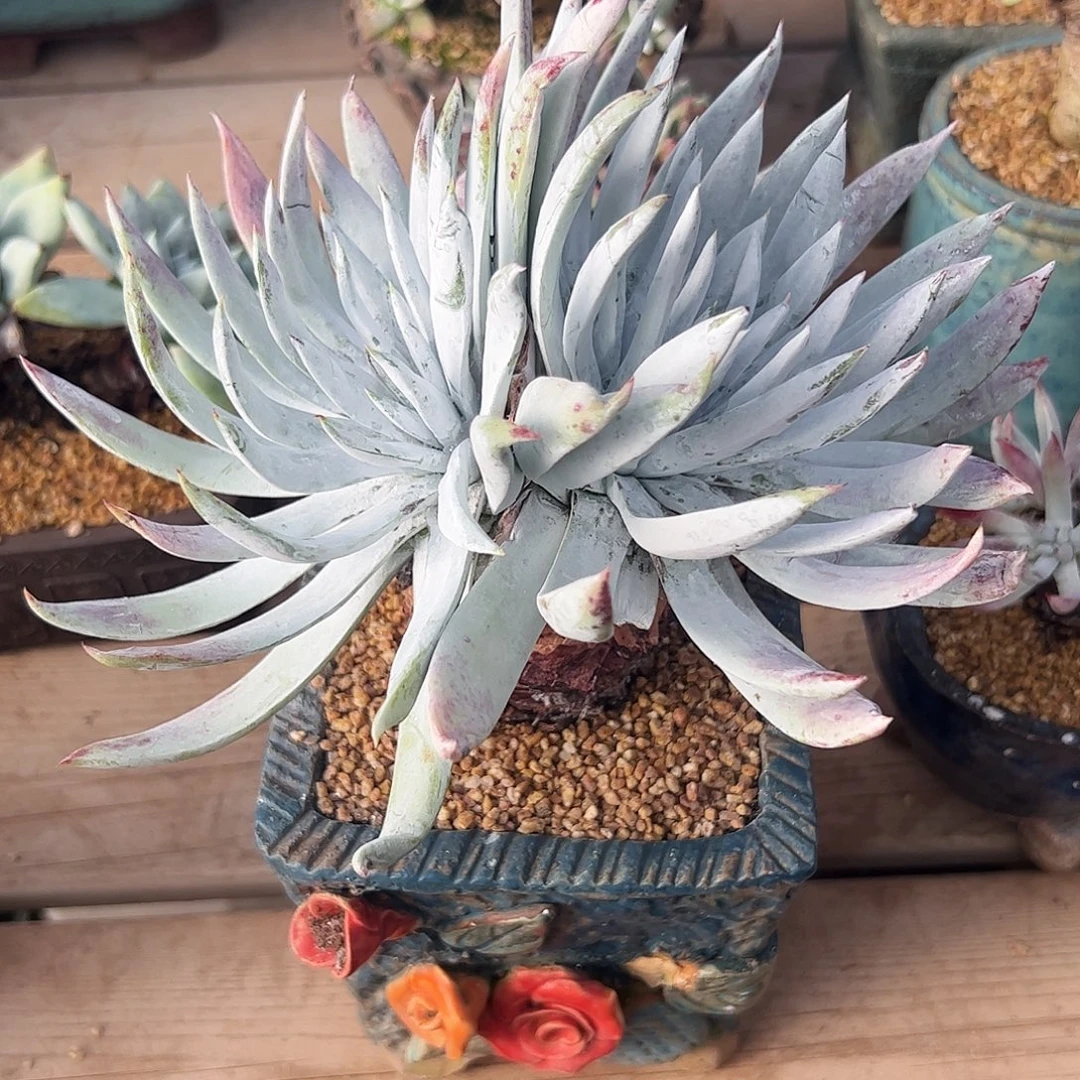 4246奴雪仙女杯多肉