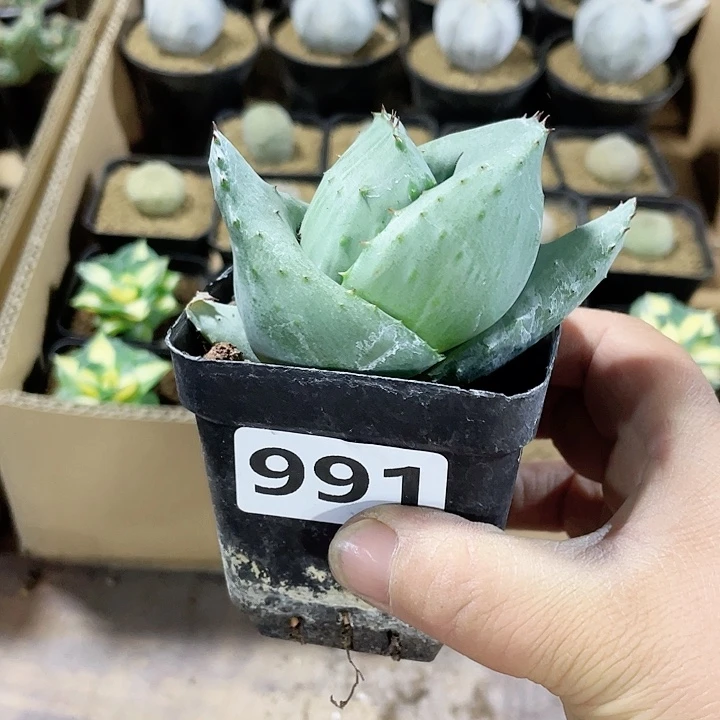 991元宝芦荟植物
